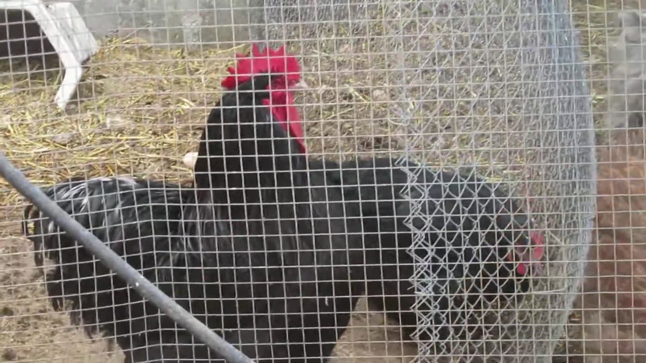 Buff silkie chickens (2)