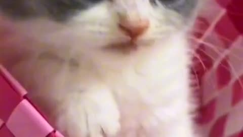 Beautiful cat 🐈 trending video