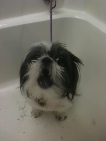 Fur baby wants her Momma