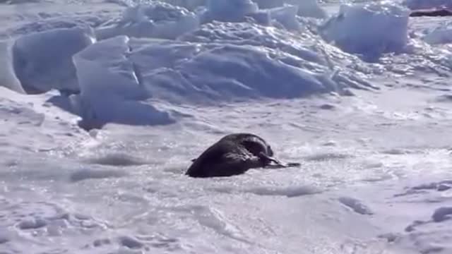 Crybaby Learns to Swim