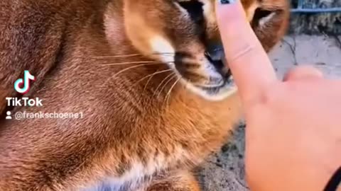 sacrifice the finger