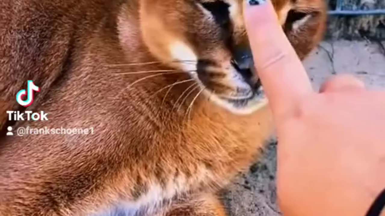 sacrifice the finger