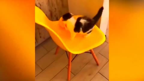 New Funny Cats and Dogs Videos ｜ Funniest Animal Videos 2023 ｜ FUNNY CAT VIDEO ｜ FUNNY DOG VIDEO #40