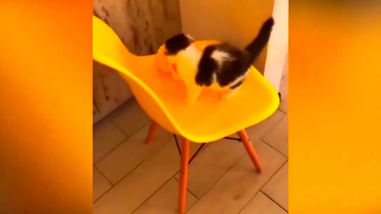 New Funny Cats and Dogs Videos | Funniest Animal Videos 2023 | FUNNY CAT VIDEO | FUNNY DOG VIDEO #40