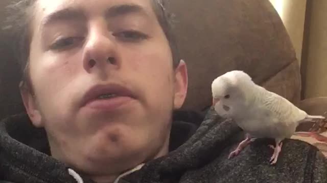 Adorable Parakeet Kisses his Owner