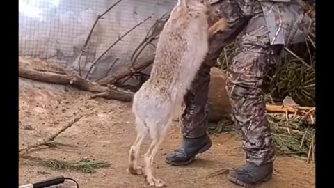 Rabbit 🐰 struggling to save his friend life