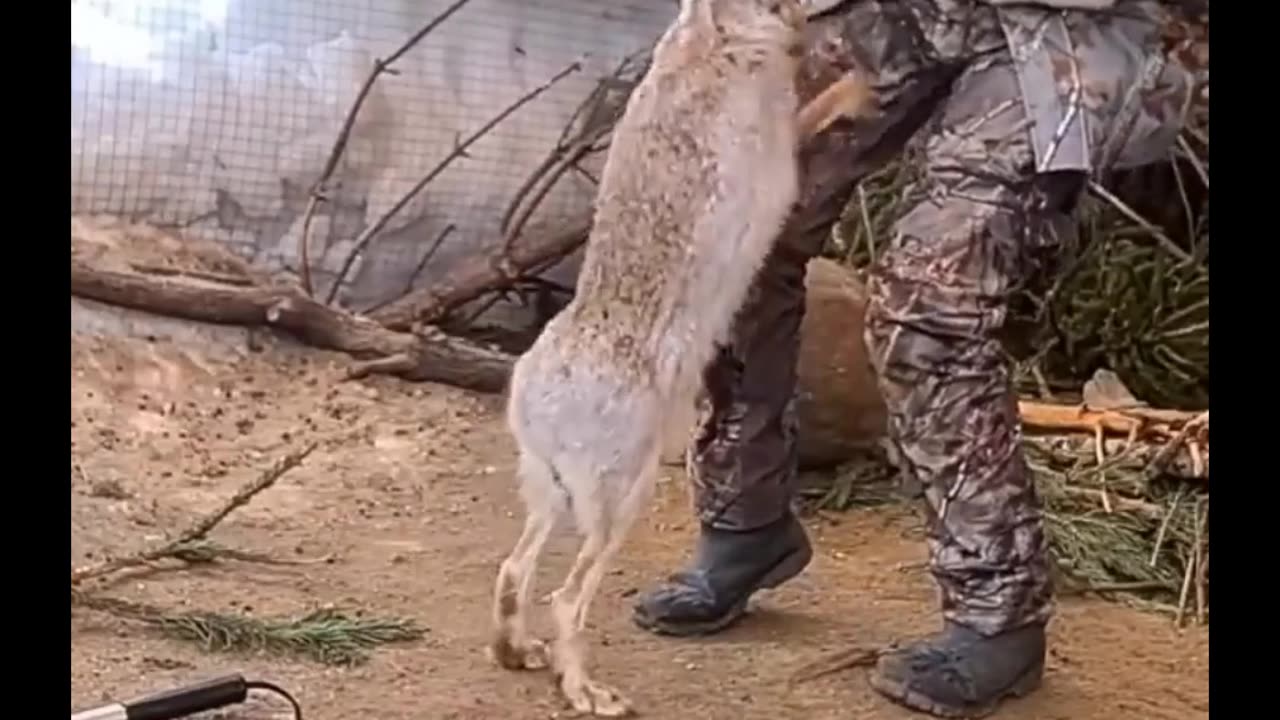 Rabbit 🐰 struggling to save his friend life