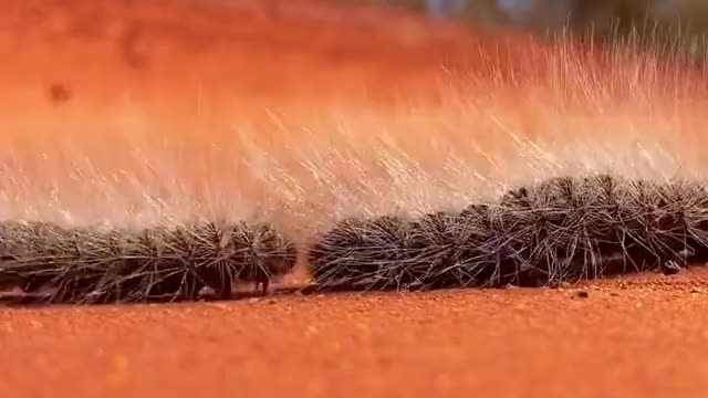 Caterpillar train