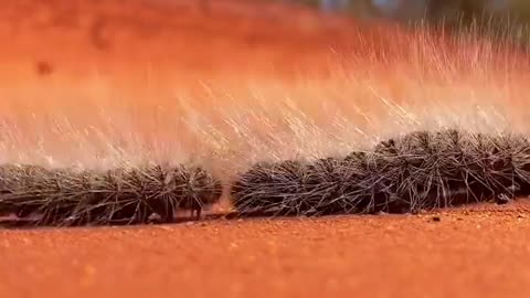 Caterpillar train