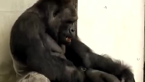 Silverback Having Fun With His Son