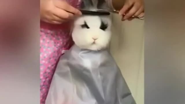 The hostess gives a haircut to the rabbit