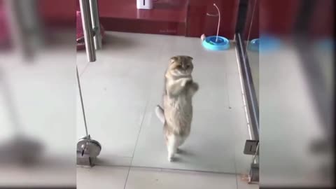 Cat Dance