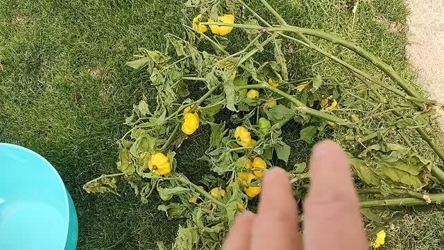 Germinating hard to germinate pepper seeds.