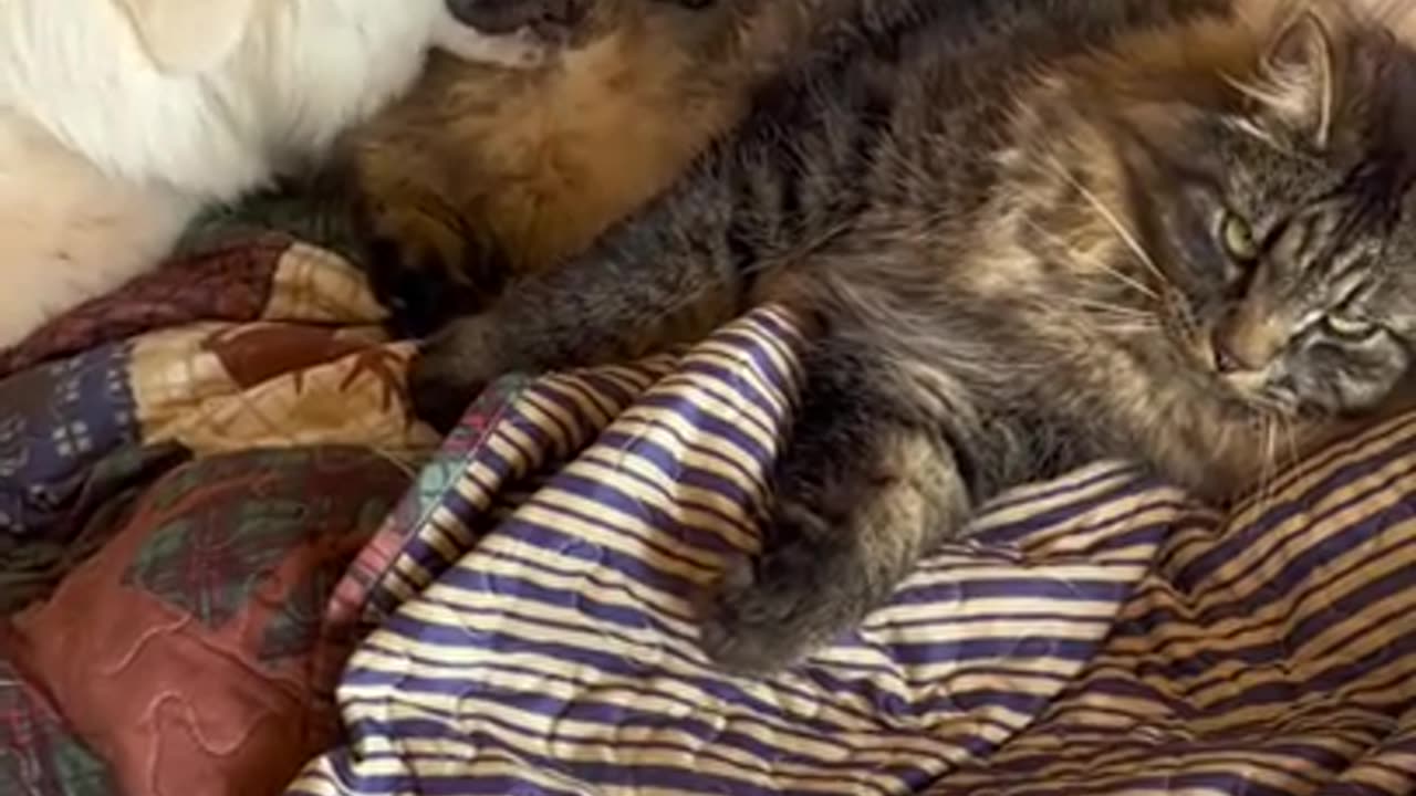 Playtime of the Best Cat and Dog Siblings!