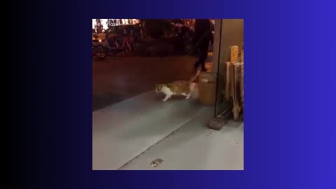 Awesome Funny Pet