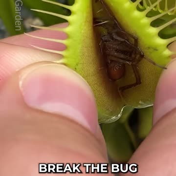 Inside the Stomach of a Venus Flytrap