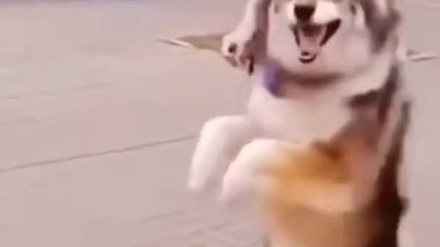 Funny dog.
