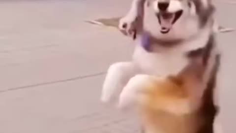 Funny dog.