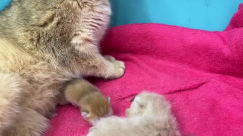 Newborn kitten was upset that the mom cat left and he meows loudly for her to return