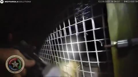 Cop POV of Man who tried to pet a tiger
