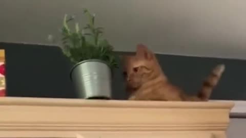 Cat funny moments