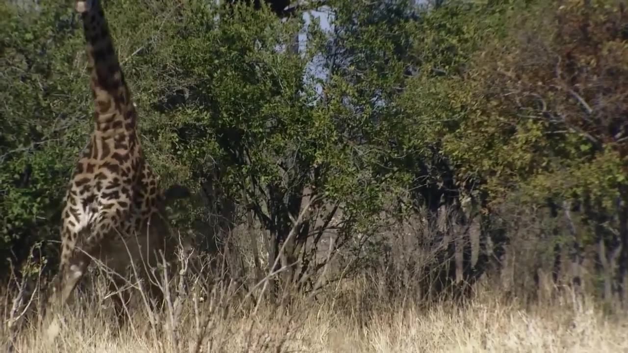 Lion Vs Camel Biggest Fight Caught On Camera | The Lions Made A Mistake By Messing With The Camel