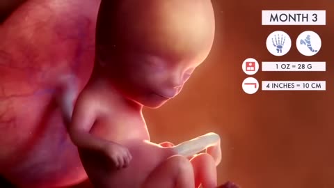 Pregnancy A Month By Month Guide 3D Animation