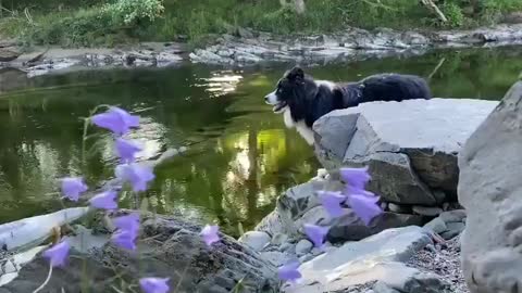 Dog looks at nature, seems to feel the peace of the place, birdsong, river, forest.