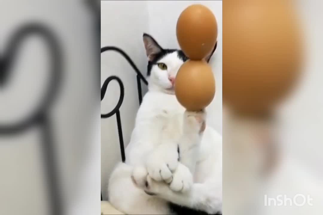 Cat's playing with eggs