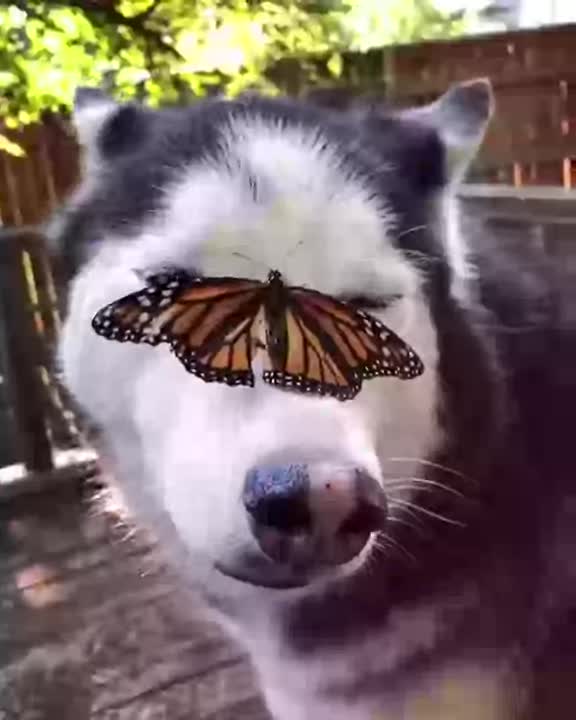 Dog with a Buttlerfly on its Head