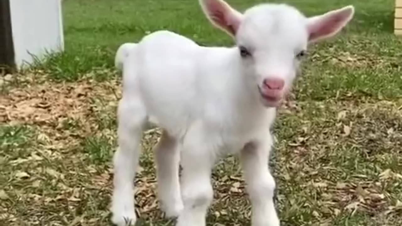 cute goat videos