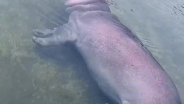 A hippo named Puff