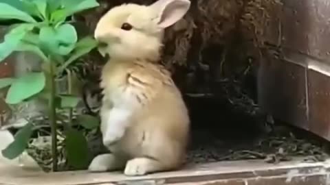 Cute rabbit