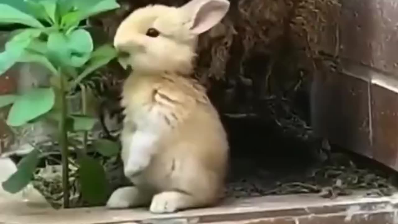 Cute rabbit