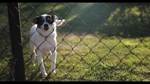 Video Of A Dog Behind A Fence