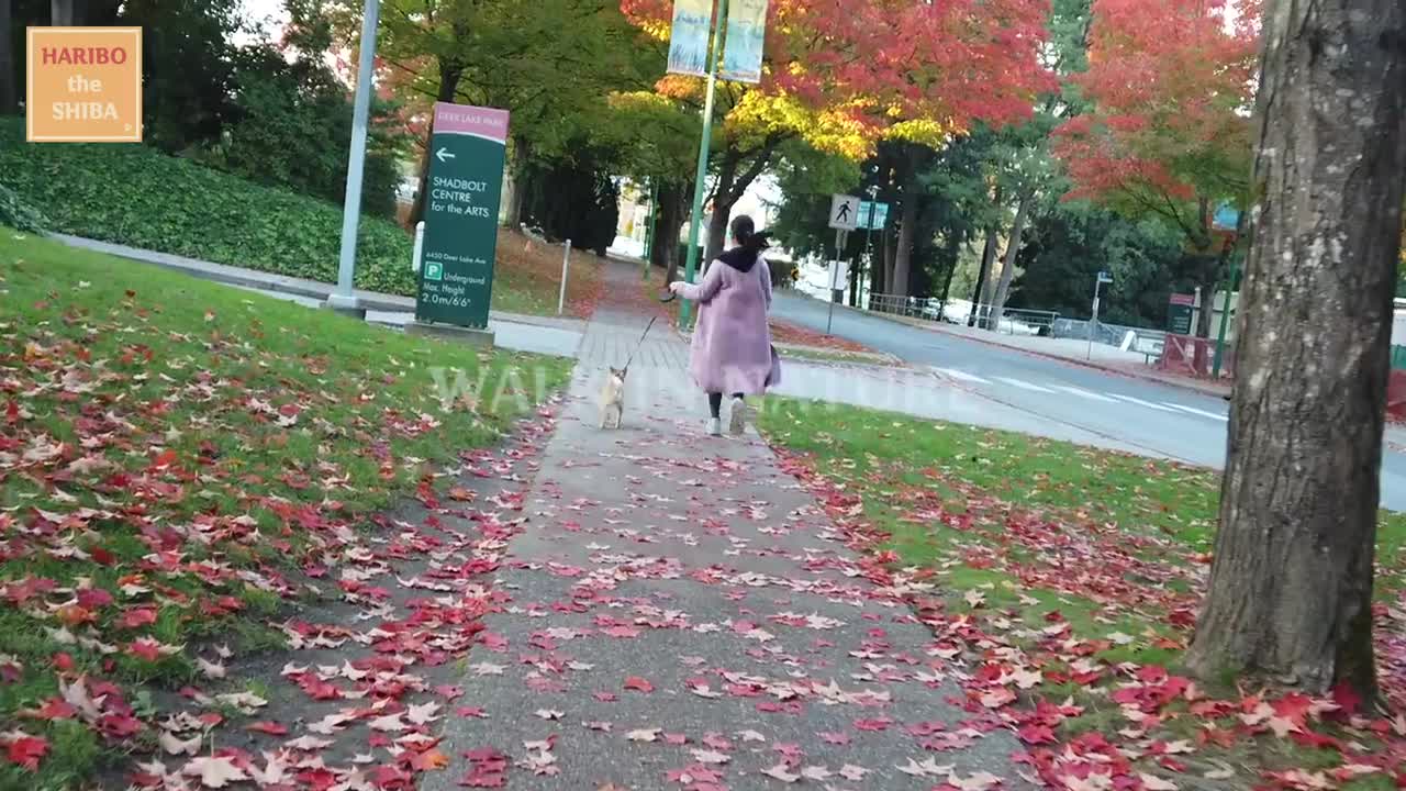 Shiba Inu from Puppy to Adult (8 weeks to 1 year)