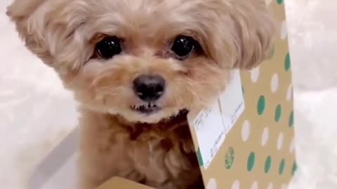 So cute baby dog ❤️❣️♥️