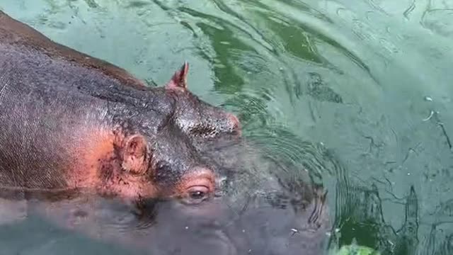 Hippos