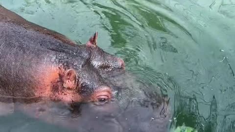 Hippos