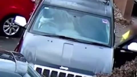 Dog puts the car into gear and caused...
