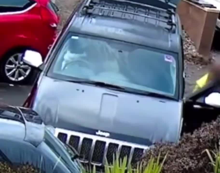 Dog puts the car into gear and caused...