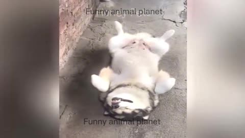 Funniest Animals 2024