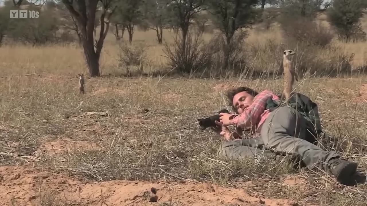 Lion Surprised Wildlife Photographers When He was Taking Pictures of a Pride