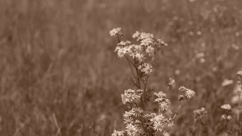 Fujifilm Color Simulation: Sepia on X-H2/XF16-55