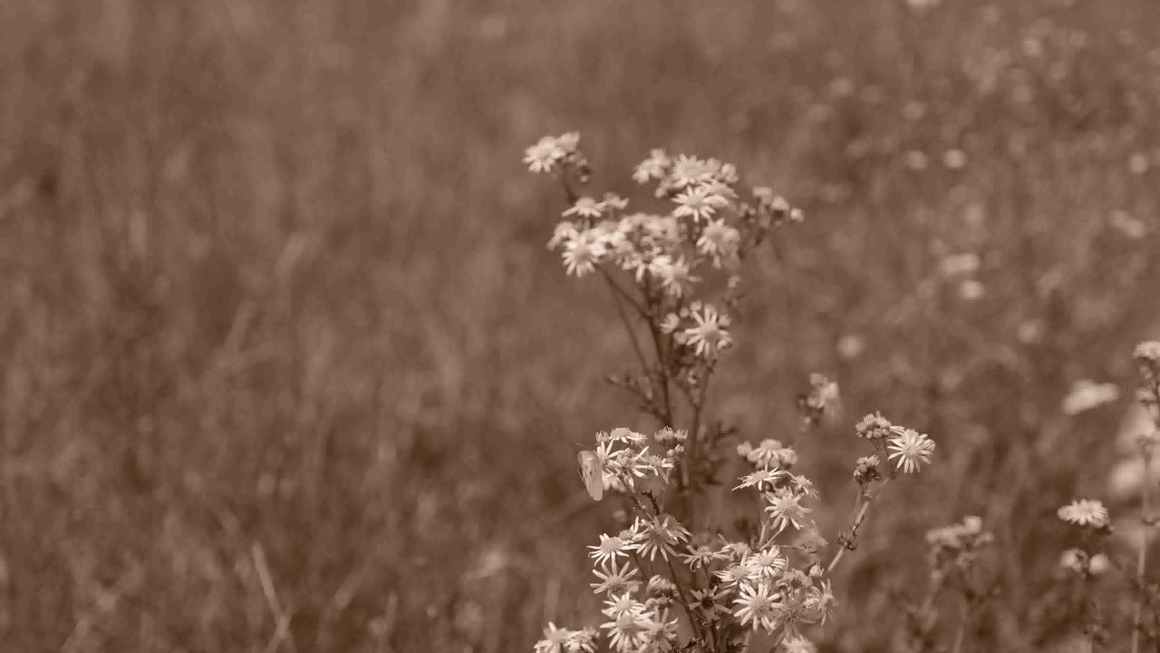 Fujifilm Color Simulation: Sepia on X-H2/XF16-55