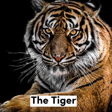 6 Animals that will be extinct by 2050