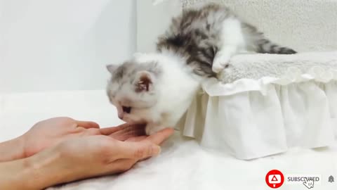 Cat funny video