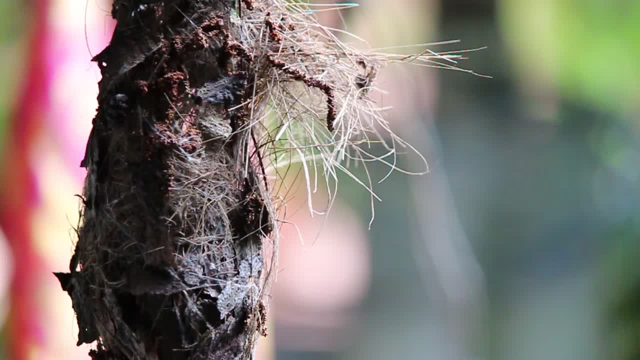 Little Spiderhunter Bird Feeding Babies