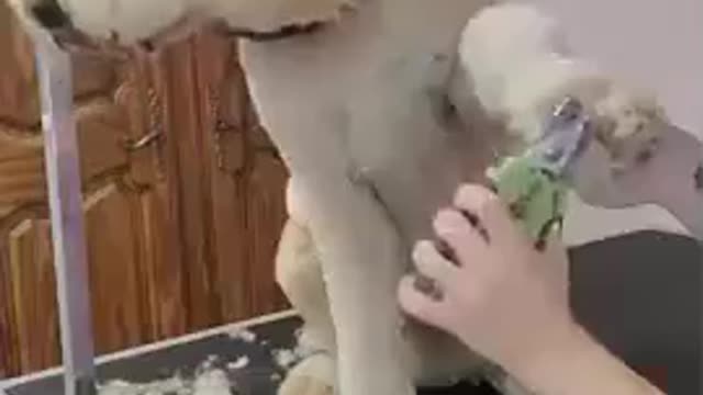 Young Goldendoodle acts like a statue at the grooming salon