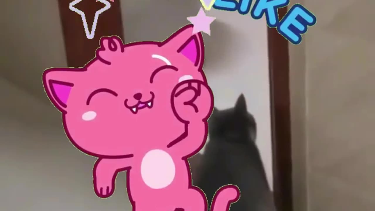 Funny Cat Videos